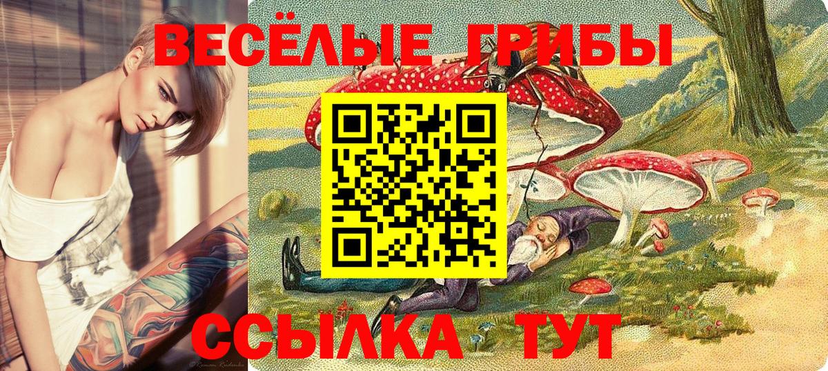 Галлюциногенные грибы Psilocybe Минеральные Воды